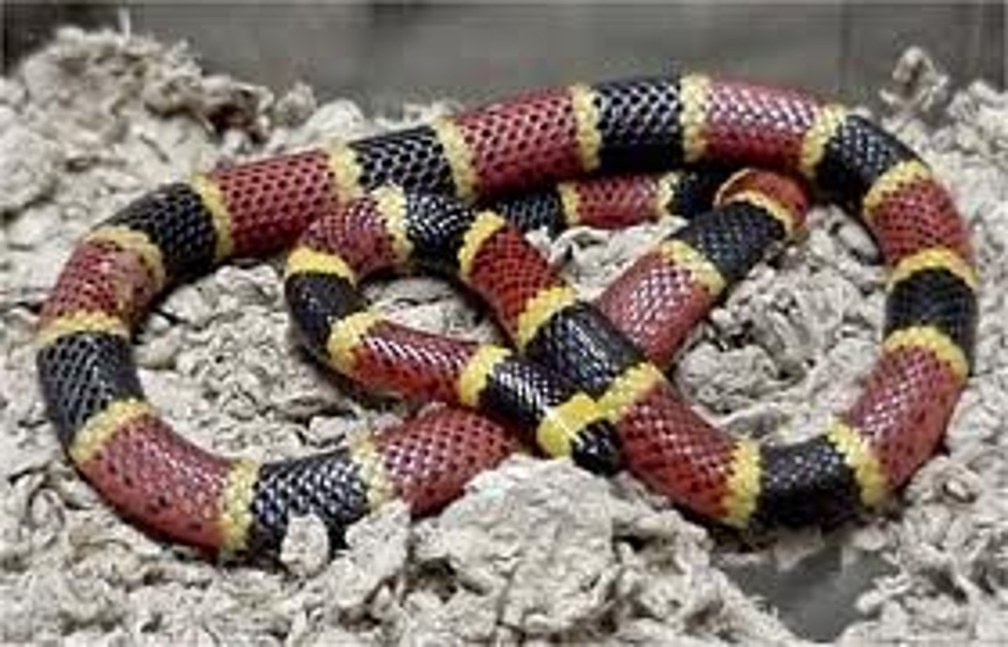 <p>coral snakes</p>