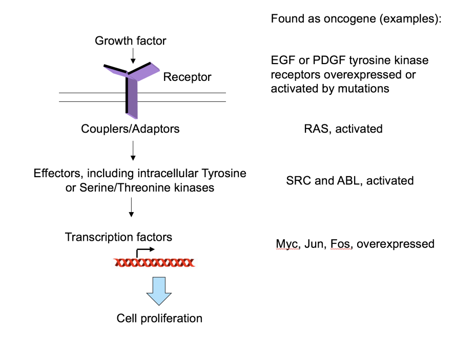 <p>Involved in growth factor signalling pathways</p><ol><li><p>Growth factor</p></li><li><p>Couplers/Adaptors</p></li><li><p>Effectors, inducing intracellular tyrosine or Serine/Threonin kinases</p></li><li><p>Transctiption factors</p></li><li><p>Cell proliferation</p></li></ol><p>i.e found crucial insight into oncogenes affecting signalling pathways to cause cancer!</p><p></p>