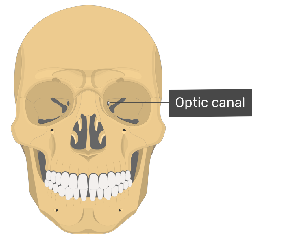 <p>Which bone landmark of the&nbsp;skull is a small canal located in the eye socket?</p>