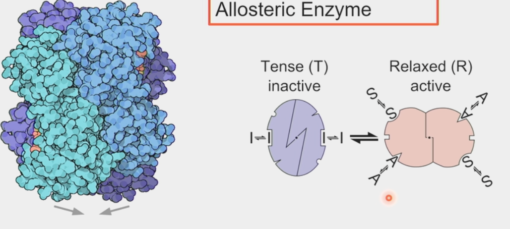 <ul><li><p>huge enzymes like “disassembly line”</p></li><li><p>cells must monitor glycolytic flux by conformational switches to enzymes <strong>modulated by allosteric activators and inhibitors</strong></p></li><li><p>cancer cells → increased flux</p><ul><li><p>mutations in glycolytic enzymes found in tumors → block product inhibition of enzyme</p></li><li><p>cause is DNA damage, NOT misregulation of glycolysis</p></li></ul></li><li><p>steps w/ big –ΔG effectively <u>irreversible</u></p></li><li><p>PFK1 → <strong>gatekeeper</strong></p><ul><li><p>also catalyzes step 3 (phosphorylation of fructose 6-phospate → fructose 1,6)</p></li><li><p>once this step is done, <u>you can’t go back</u></p></li></ul></li></ul><p></p>