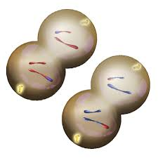 <p>cell membrane pinches in and nuclear membrane reforms; results in 4 haploid single stranded cells</p>