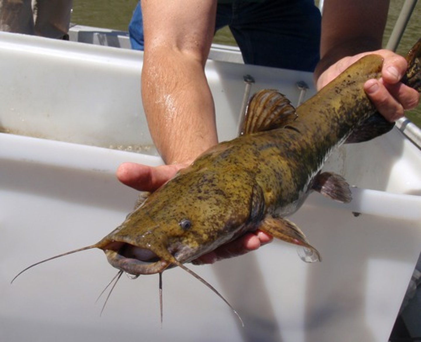 <p>Catfishes</p>