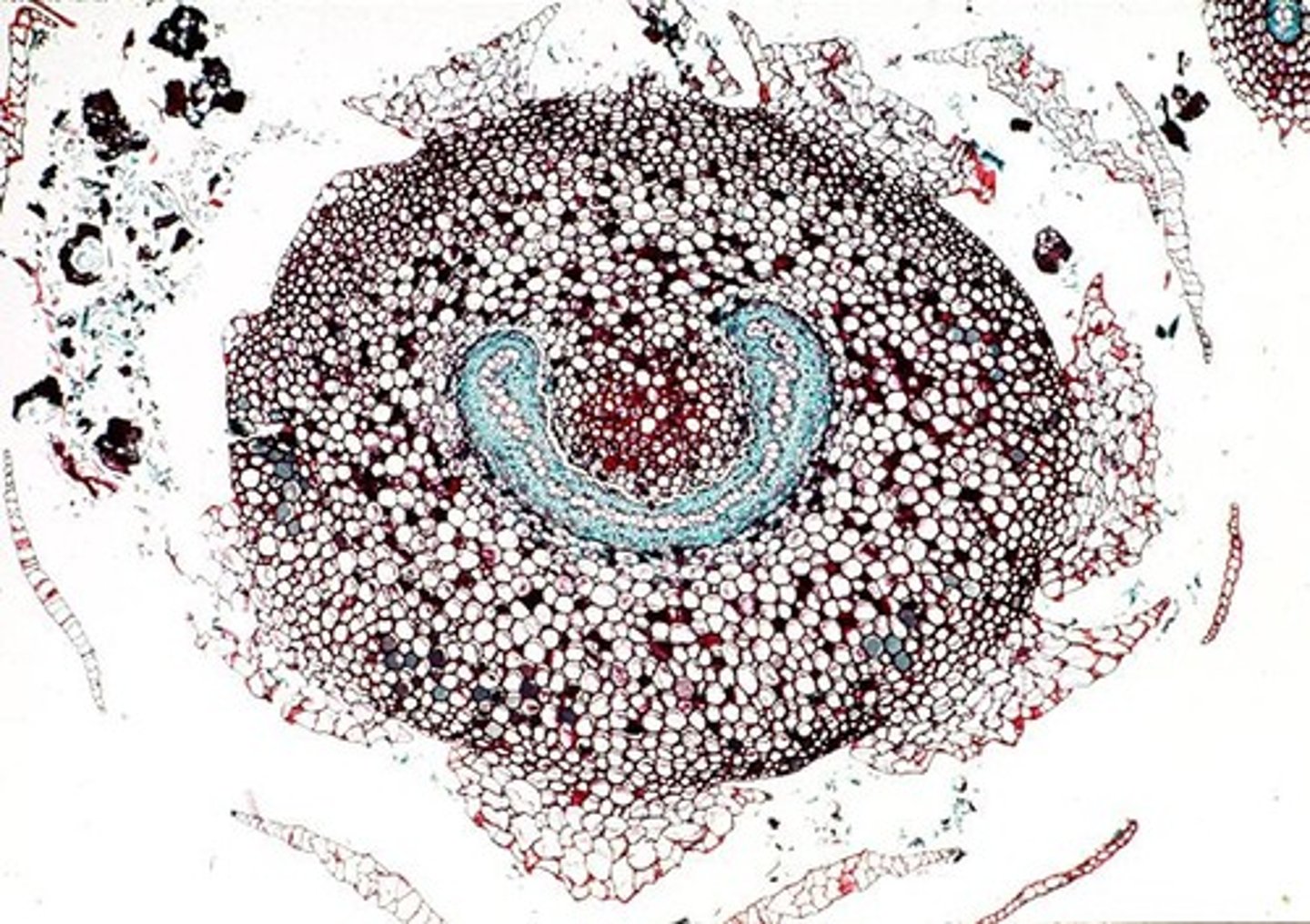 <p>A type of stele; hollow cylinder of vascular tissue surrounding a pith; no leaf gaps</p>