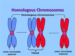 A chromosome that contains the same sequence of genes as another chromosome.