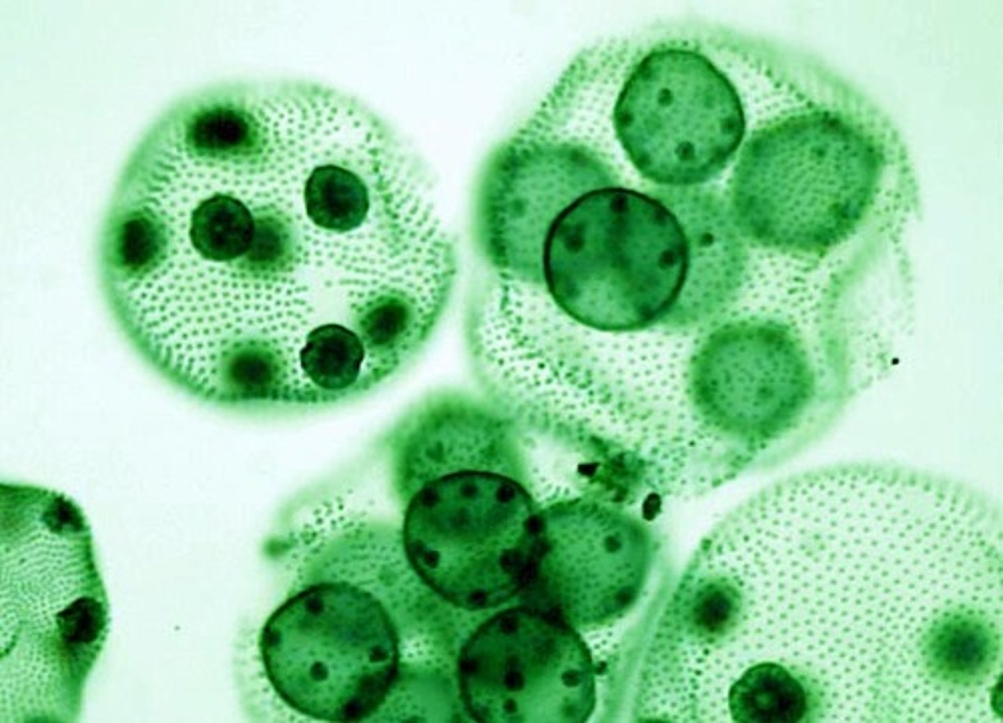 <p>protist/algae</p><p>algal cells</p><p>daughter cells</p><p>colony</p>