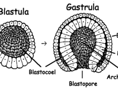 <p>middle germ layer, muscles, skeleton, urogenital organs, muscle layer, and outer walls of digestive and respiratory tracts</p>