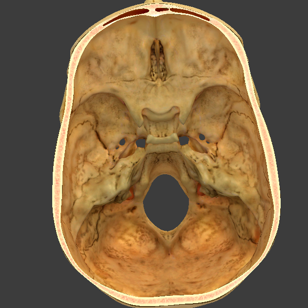 <p>Find the olfactory foramina</p>