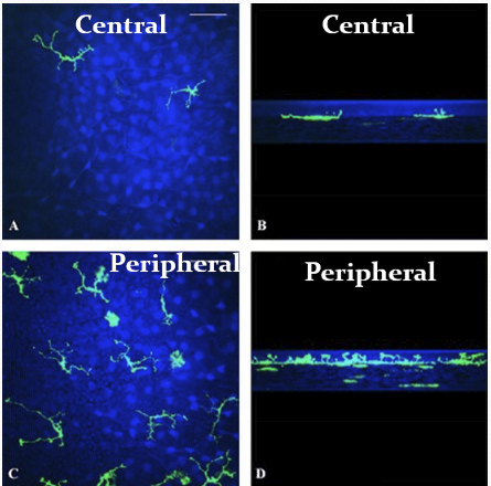 <p>They are found in the basal epithelium and stroma. The are more numerous peripherally than centrally and are migratory.</p>