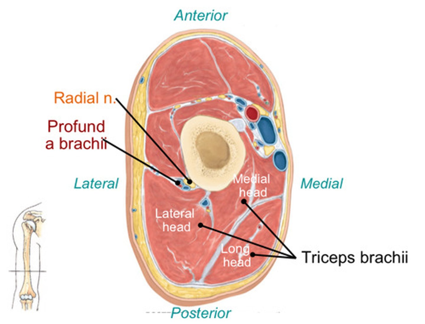 <p>Profunda brachii</p><p>Ulnar collateral arteries</p>