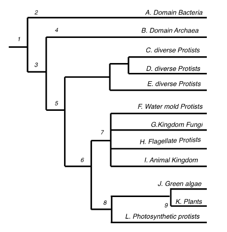 <p>According to this phylogeny, what number represents the relative time when eukaryotic cell structure evolved?</p><p></p><p>A. 2</p><p>B. 3</p><p>C.4</p><p>D. 5</p><p>E. 6</p>