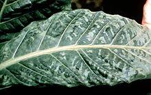 <ul><li><p>Tobacco mosaic virus (TMV) is a widespread plant pathogen affecting many species of plants including tomatoes</p></li><li><p>It gives a distinctive ‘mosaic’ pattern of discolouration on the leaves which affects the growth of the plant due to lack of photosynthesis.</p></li><li><p>Leads to less chlorophyll, which leads to less light absorption, which leads to less photosynthesis, which leads to less glucose, which leads to less bonding with nitrates to form amino acids (proteins) which leads to less growth.</p></li></ul><p></p>