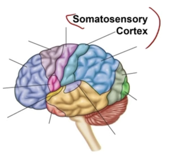 <ul><li><p>Behind central sulcus</p></li><li><p>Primary input from sensory receptors in skin and muscle</p><ul><li><p>Touch information from skin and muscles</p><ul><li><p>Pain, temperature, vibration, proprioception</p><ul><li><p>Not eyes, ears, taste</p></li></ul></li></ul></li></ul></li><li><p>Damage leads to loss of sensation</p></li><li><p>In Parietal Lobe</p></li></ul><p></p>
