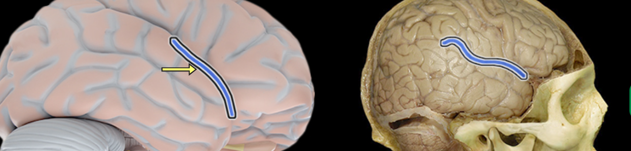 <p>Lateral sulcus</p>