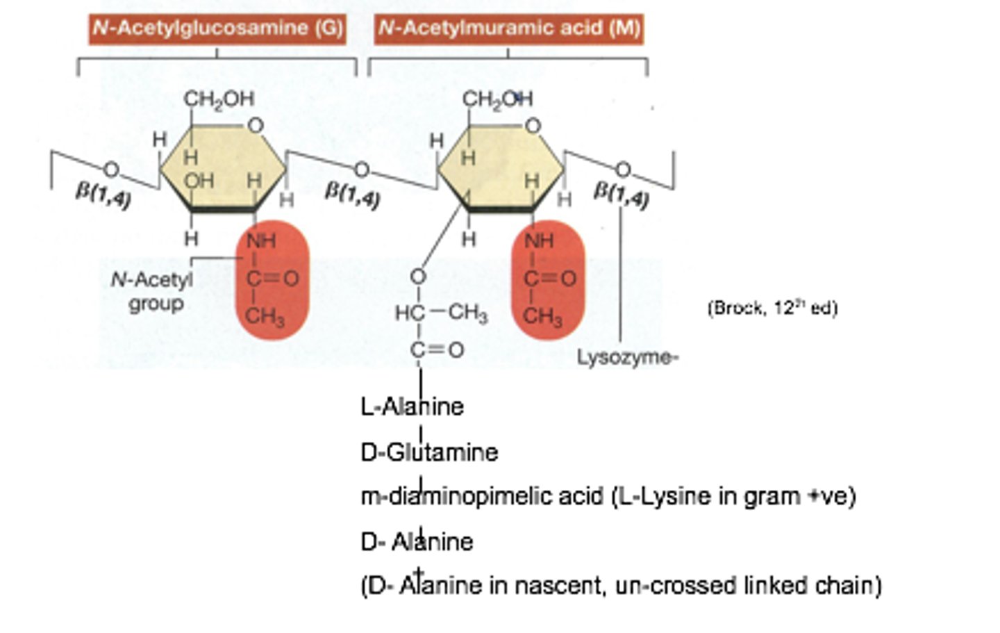 <p>Polysaccharide chain made up of two sugars NAG and NAM linked through glycosidic bonds and then cross-linked by peptide bridges to produce a strong lattice structure</p><p>Polymer 10-65 repeats long. G-M-G repeats - 3 in a strand. 5-15% of GN weight is peptidoglycan.</p>