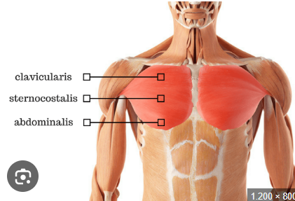 <p>Pas clavicularis</p><p>pars sternocostalis</p><p></p>