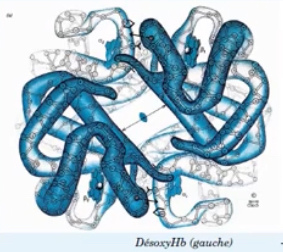 <p>Hémoglobine non liée à l’oxygène</p>