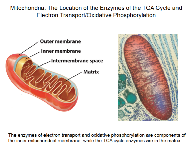 <ul><li><p>Cells have 1000-2000 mitochondria.</p></li><li><p>High degree of folding in the inner membrane gives lots of surface area for the protein complexes.</p></li><li><p> Matrix divided up because of inner folding.</p></li><li><p>Intermembrane space hosts H<sup>+</sup> gradient, which flows into ATP synthase.</p></li></ul><p></p>