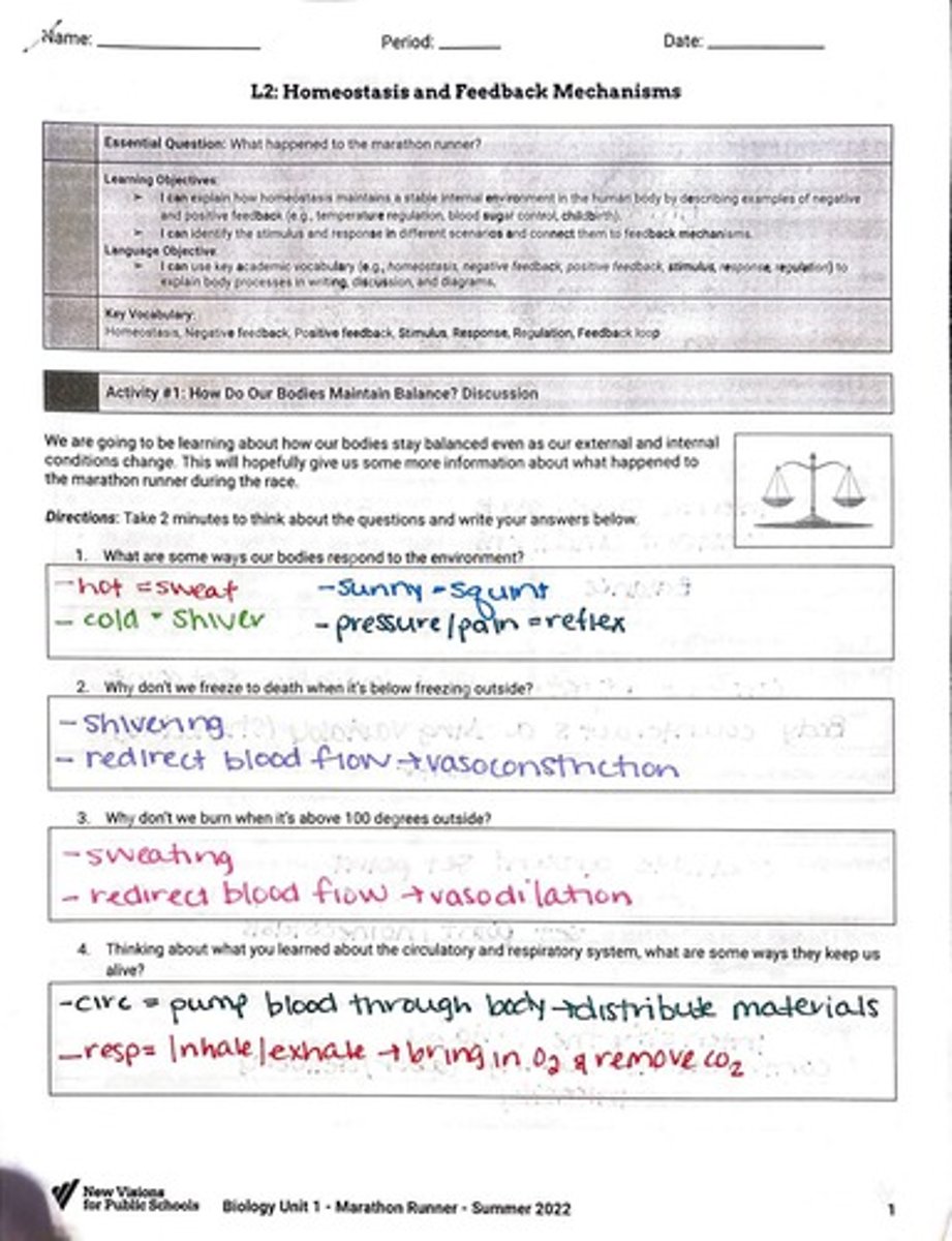 <p>The way our body keeps a stable internal environment, even if the outside world changes.</p>