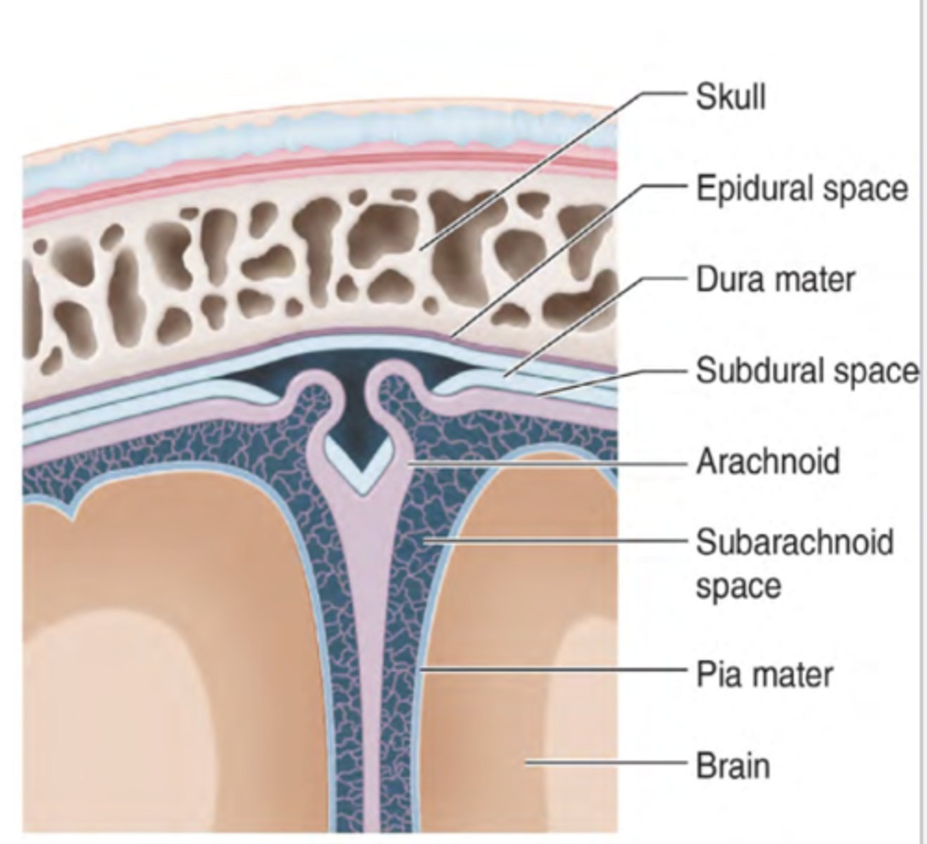 <p>space between dura mater</p><p>exsits pathologically (only when there is a problem)</p>