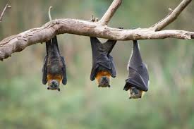 <p>Bats</p>