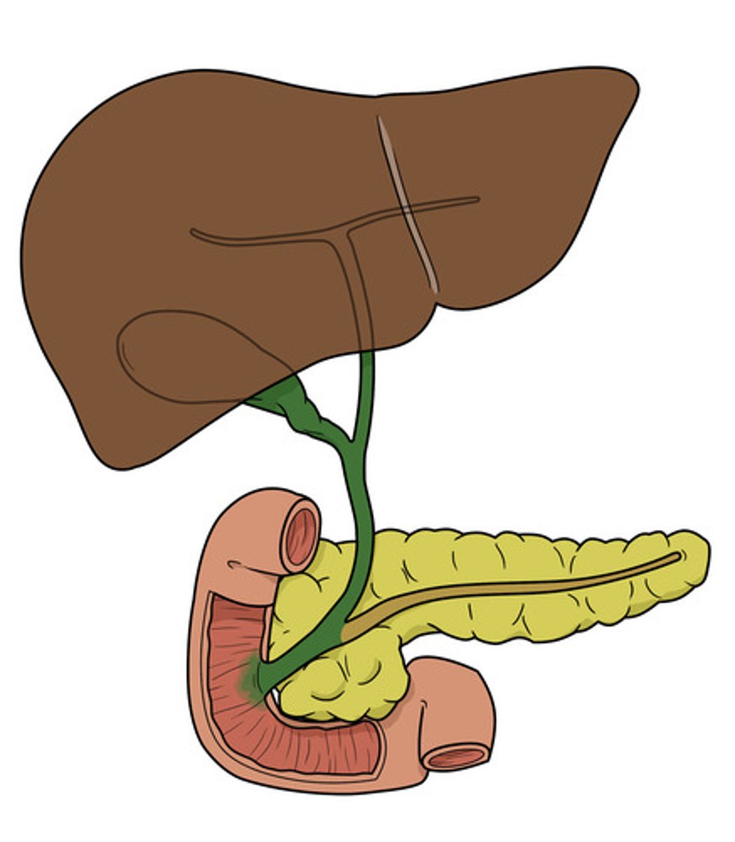 <p>large bile duct leading from liver; joins with the cystic duct to form the common bile duct</p>