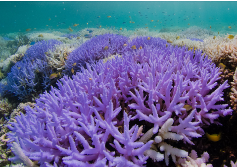 <p>has corals, needs sunlight and clear, warm, clean, salt water </p>