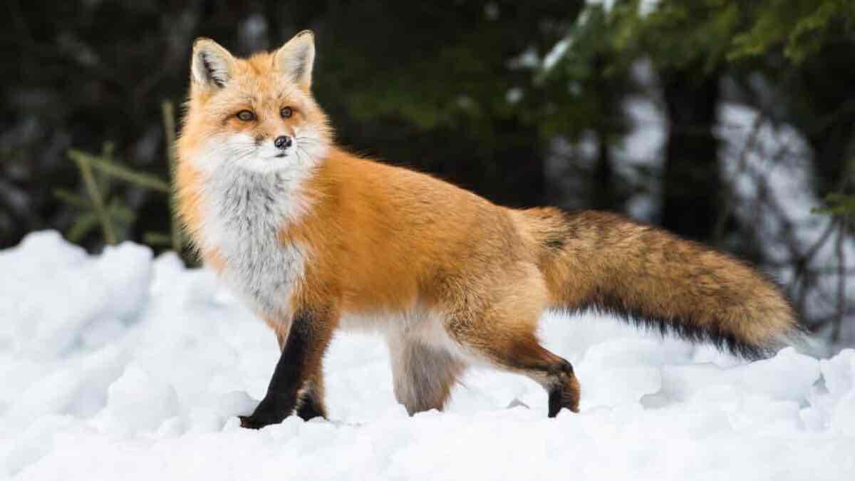 <p>Fox (Evolutionary Psych) Study</p>