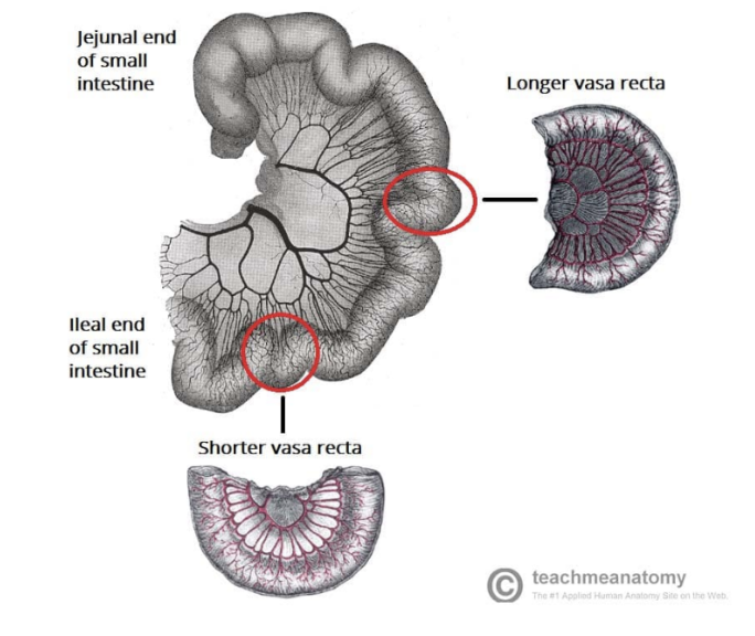 <ul><li><p>Inferior pancreaticoduodenal artery —</p><ul><li><p>First branch of SMA — forms anterior &amp; posterior vessels that anastomose with branches of superior pancreaticoduodenal artery (from celiac trunk) </p></li><li><p>Supplies inferior region of head of pancreas, uncinate process, &amp; duodenum</p></li></ul></li><li><p>Jejunal &amp; ileal arteries —</p><ul><li><p>Pass between layers of mesentery to form anastomotic arcades, from which vasa recta (smaller, straight arteries) will arise to supply the organs</p></li><li><p>Jejunal blood supply has a smaller number of arterial arcades with longer vasa recta, while ileal blood supply has more arterial arcades with shorter vasa recta </p></li></ul></li><li><p>Middle colic artery —</p><ul><li><p>Arises from right side of SMA to supply transverse colon</p></li></ul></li><li><p>Right colic artery —</p><ul><li><p>Arises from right side of SMA to supply ascending colon</p></li></ul></li><li><p>Ileocolic artery —</p><ul><li><p>Final major branch of SMA — passes inferiorly &amp; to right, giving rise to branches to the ascending colon, appendix, cecum, &amp; ileum</p></li><li><p>In cases of appendectomy, the appendicular artery is ligated</p></li></ul></li></ul>
