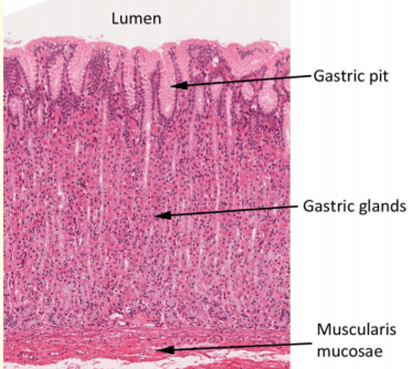 <p>Simple branched tubular glands </p><p>Secrete mucus, HCl, digestive enzymes and digestive hormones </p>