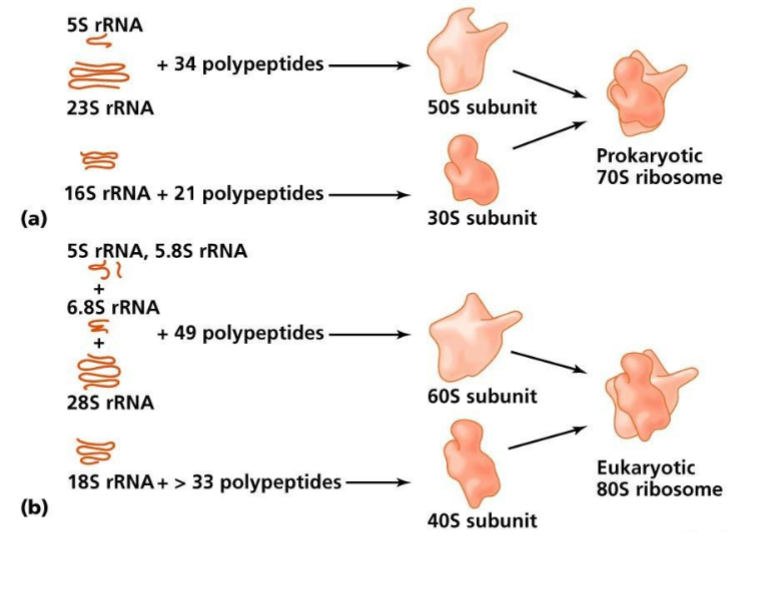 <p>both have 5S rRNA subunit </p><p>prokaryotes have 16S rRNA subunit vs. 18S rRNA in eukaryotes</p><p>50S + 30S → prokaryotic 70S ribosome</p><p>60S + 40S → eukaryotic 80S ribosome</p>