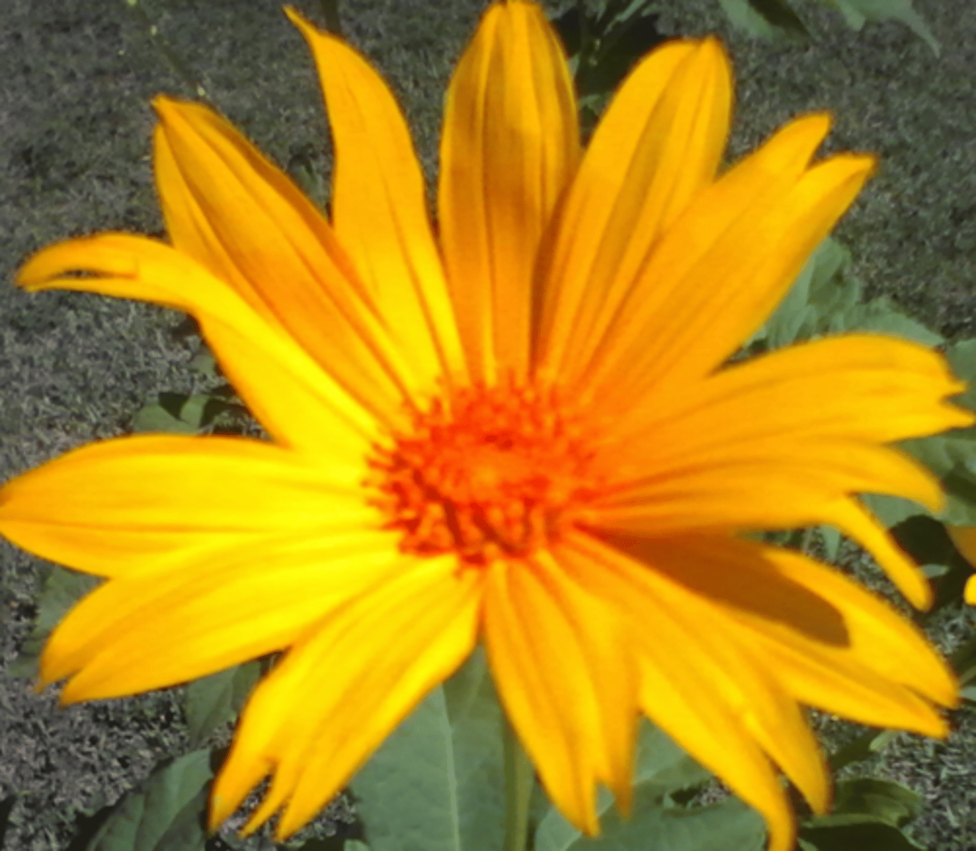 <p>COMO É O GIRASSOL? ELE É AMARELO.</p>
