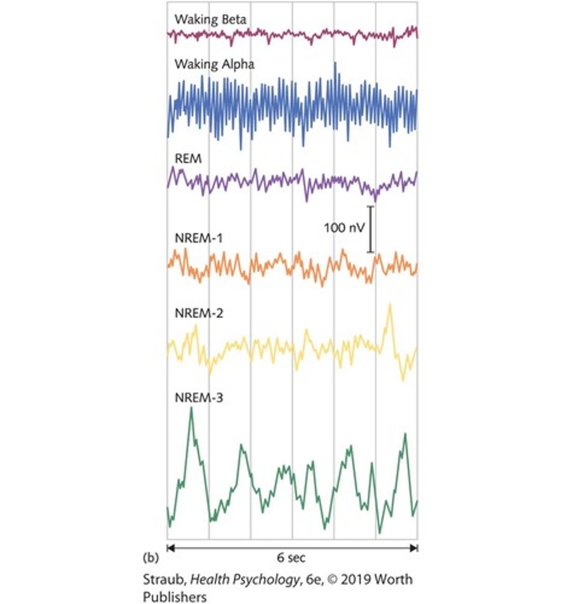 <p>Non-rapid eye movement (NREM) and rapid eye movement (REM).</p>