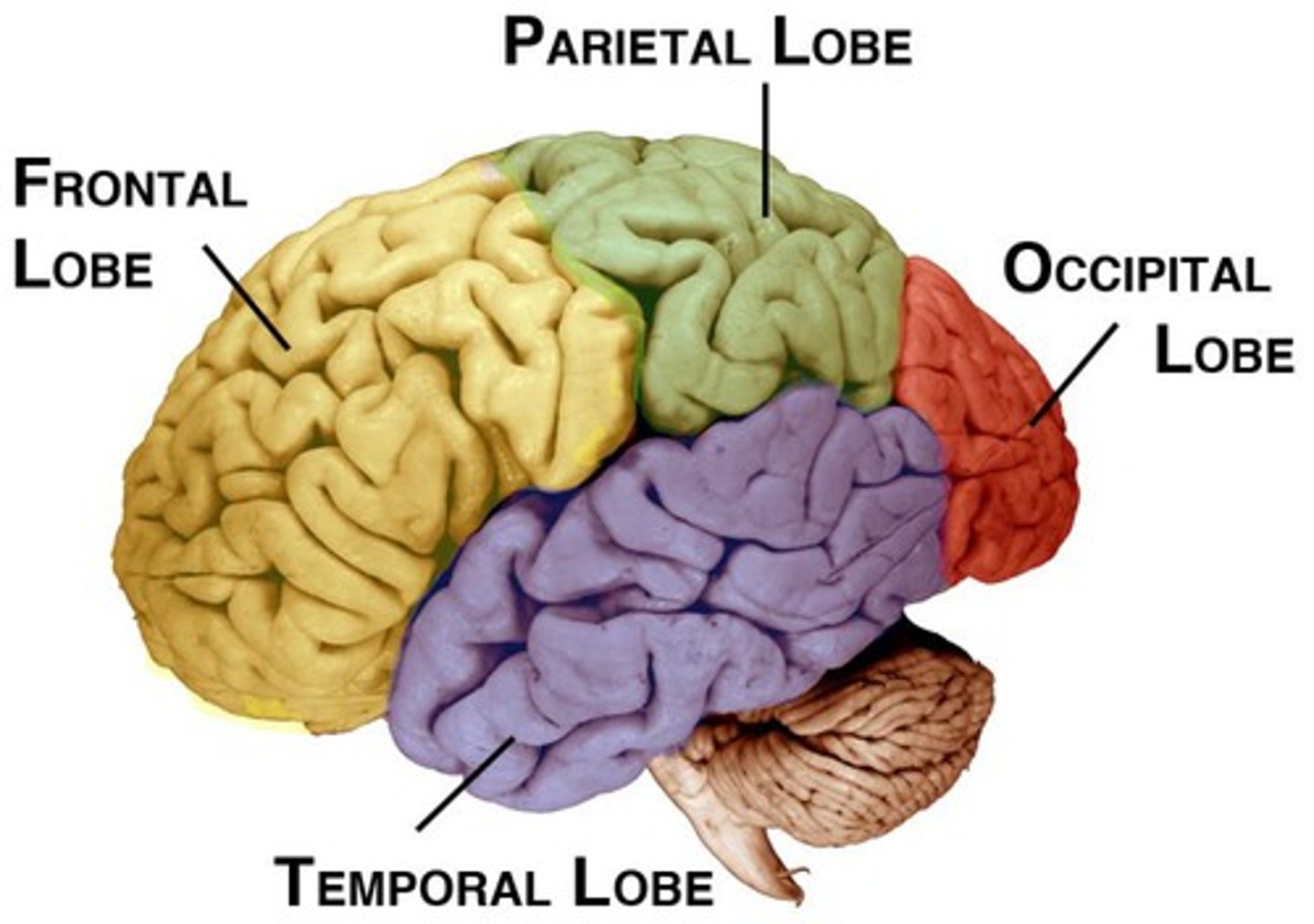 <p>There are 4 lobes in each hemisphere joined by the corpus callosum. They are:</p><p>Frontal</p><p>Pariental</p><p>Occipital</p><p>Temporal</p>