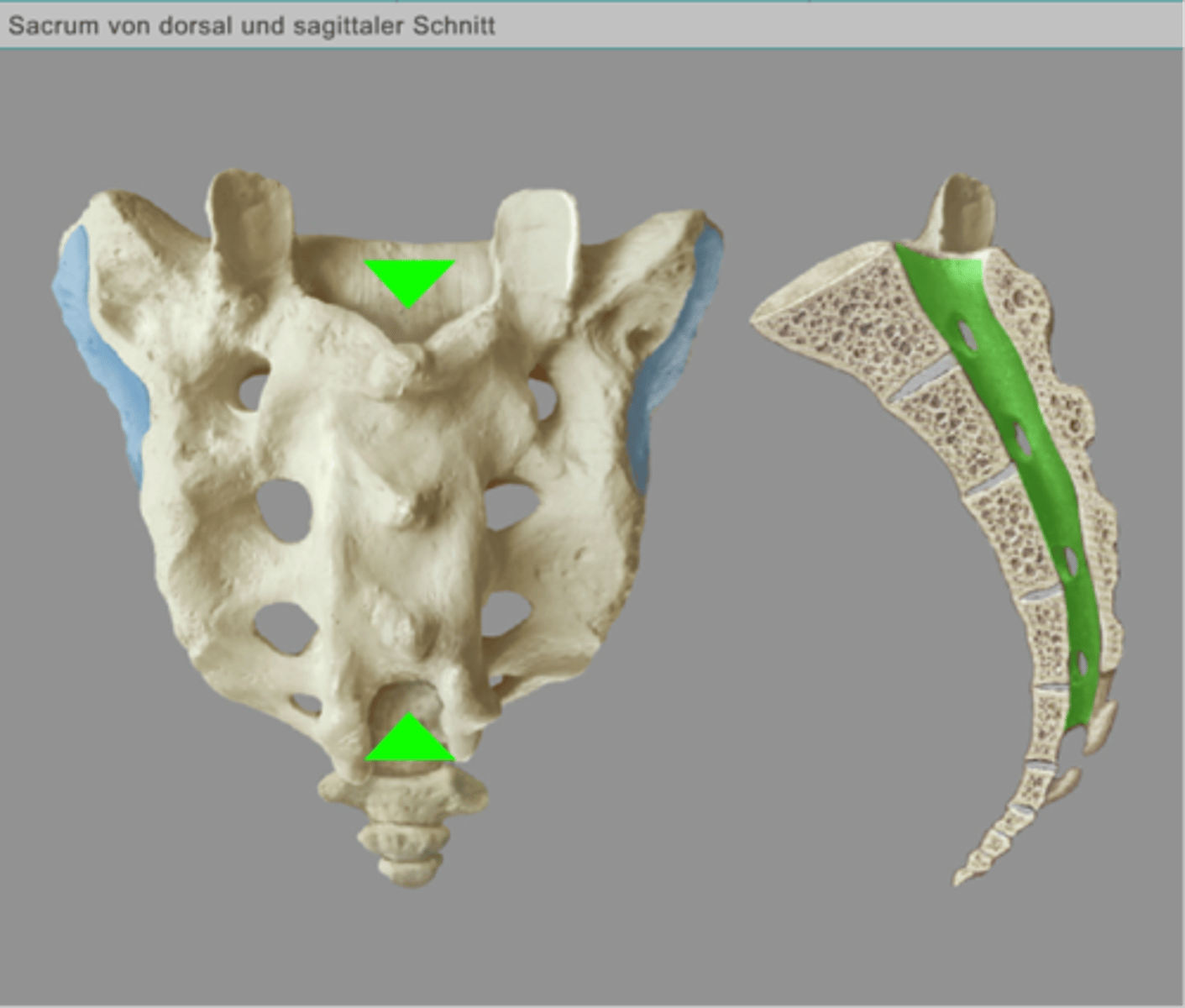 <p>fortsättningen på canalis vertebralis</p>