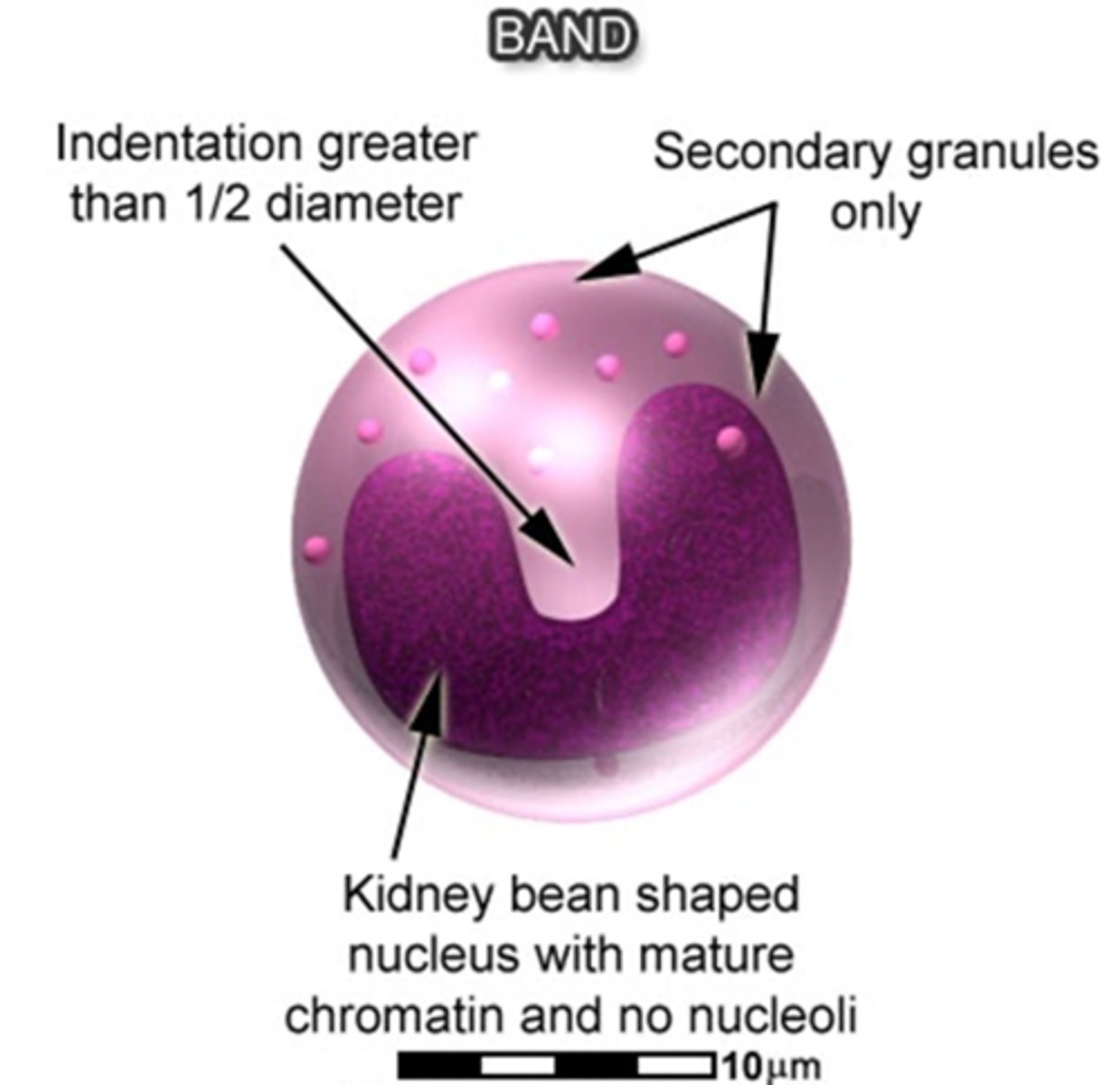 <p>↪ Low N:C ratio</p><p>↪ Horseshoe-shaped nucleus with indentation</p><p>↪ Nucleoli absent</p><p>↪ More cytoplasm with secondary (specific) neutrophilic granules</p>