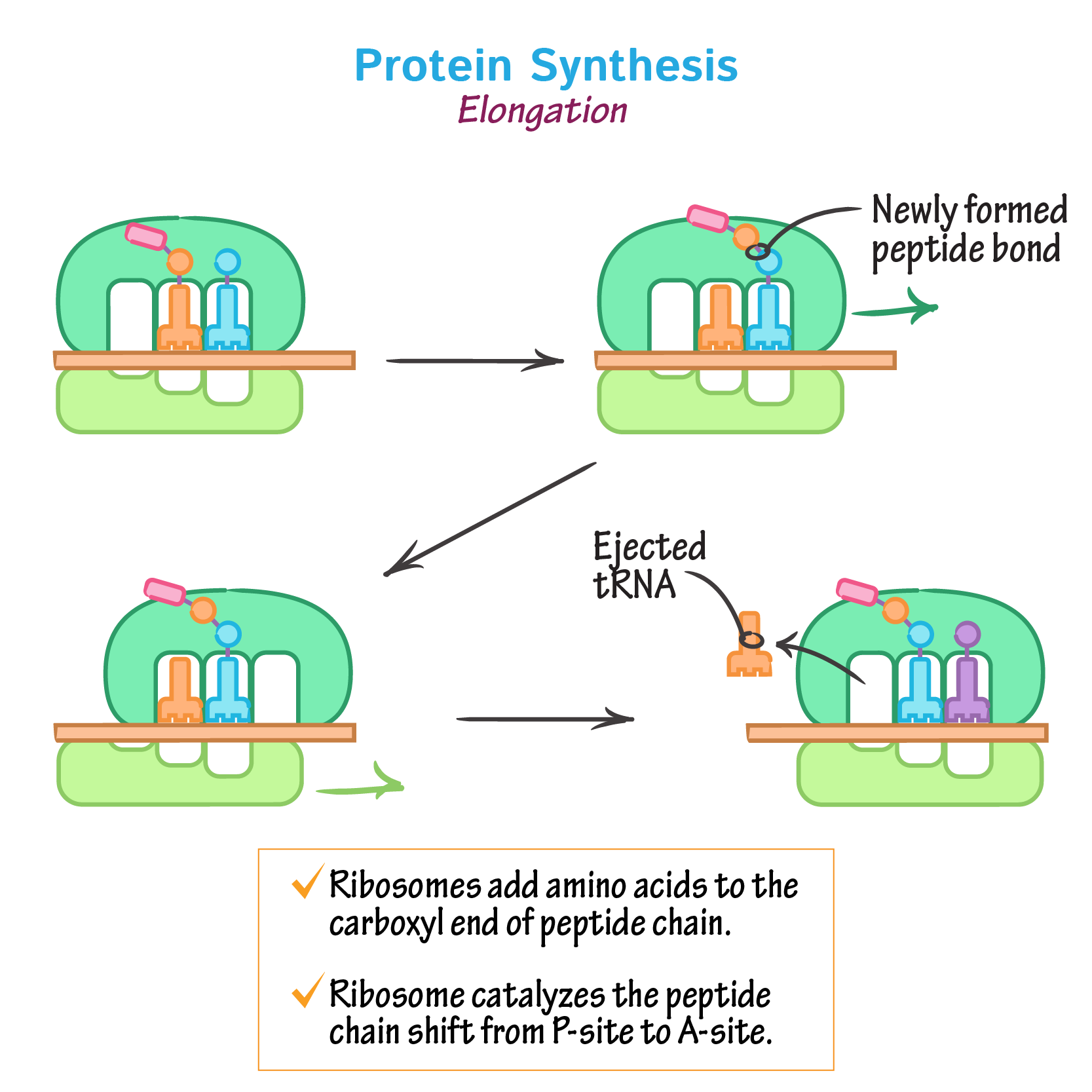 <p>Elongation</p>