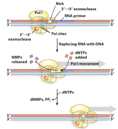 <p>This exonuclease activity is unique to polymerase 1. It degrades DNA or DNA as a new DNA strand is made (moves in direction of polymerase)</p><p>Also known as nick translation. The exonuclease makes a nick removing the wrong base and DNA polymerase fills in the nick with the correct base.</p>