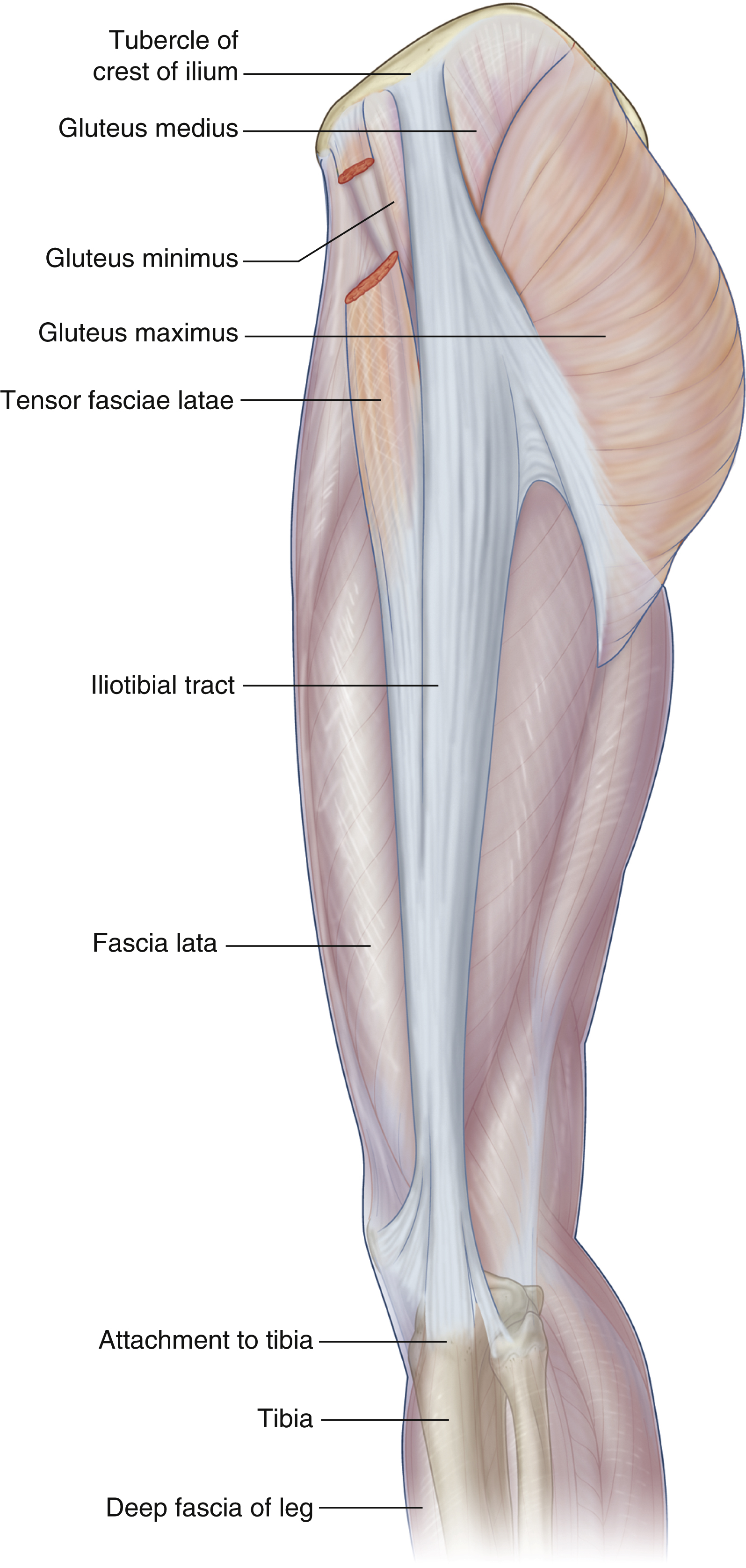 <p>Tensor fascia latae: origin</p>