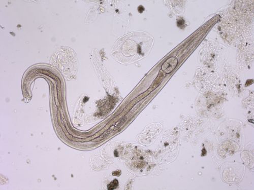 <p>What organism is this?</p>