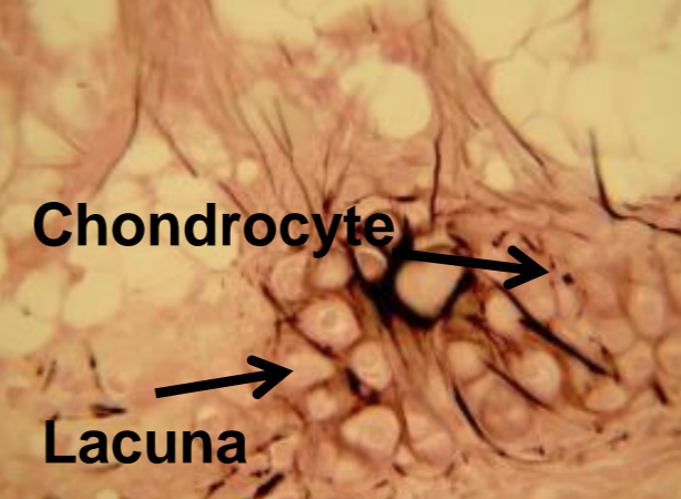 <p>what tissue is depicted in the image</p>