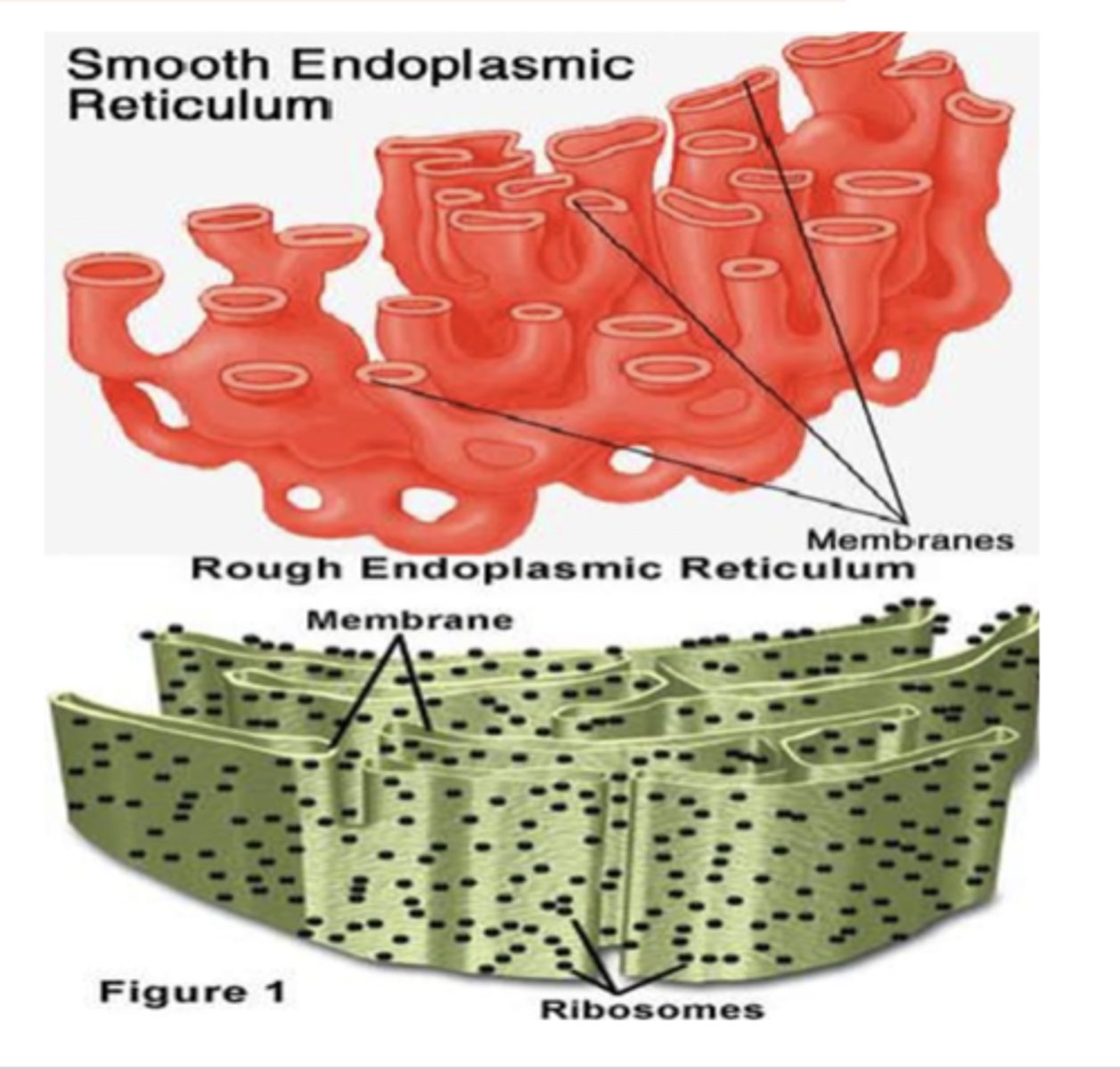 <p>What is the largest organelle in the cell? </p>