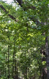 <ul><li><p>Entre los bosques de coníferas y los húmedos perennes</p></li><li><p>Radiación y temperatura limitantes en invierno</p></li><li><p>Agua limitante en muy cortos períodos</p></li><li><p>Bosque caducifolio dominante (arces, robles, nogales)</p></li><li><p>Fauna: ratones de campo, musarañas, zorros, azores… (migradores)</p></li><li><p>Alta productividad primaria concentrada solo en verano</p></li><li><p>Equilibrio entre procesos de humificación y mineralización</p></li><li><p>Suelos desarrollados enriquecidos en arcilla por alteración del material original (suelos pardos)</p></li></ul><p></p>