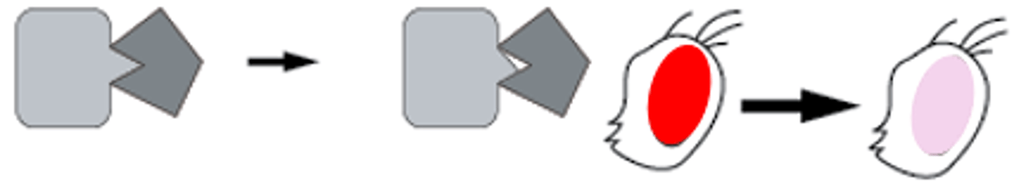 <p>Some activity of the polypeptide is reduced, or less gene product is made</p>