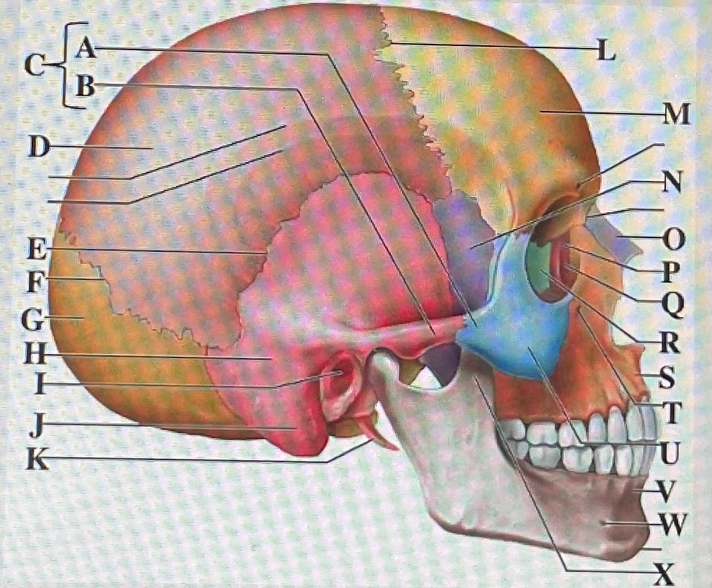 <p>in the figure above letter ___ is the coronal suture and letter ___ is the mental foramen</p>