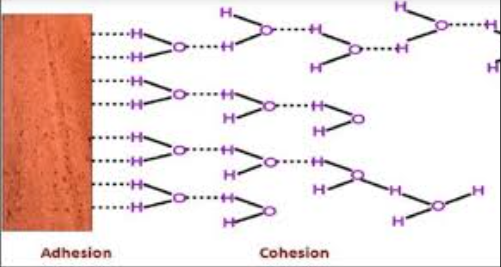 <p>Is the attraction between water molecules and other polar surfaces, which helps water stick to things like plant cells walls.</p><p>______ helps water molecules stick to the walls of xylem, preventing the water column from sliding back down.</p><p>Moreover the _______ + the cohesion together lets water move upward in narrow tubes, which supports transpiration in plants because the _____ makes water molecules stick to the polar walls of the xylem, so gravity doesn't pull the water column straight back down. This “grip” on the walls, combined with ________ allows water to climb upward.</p><p></p>