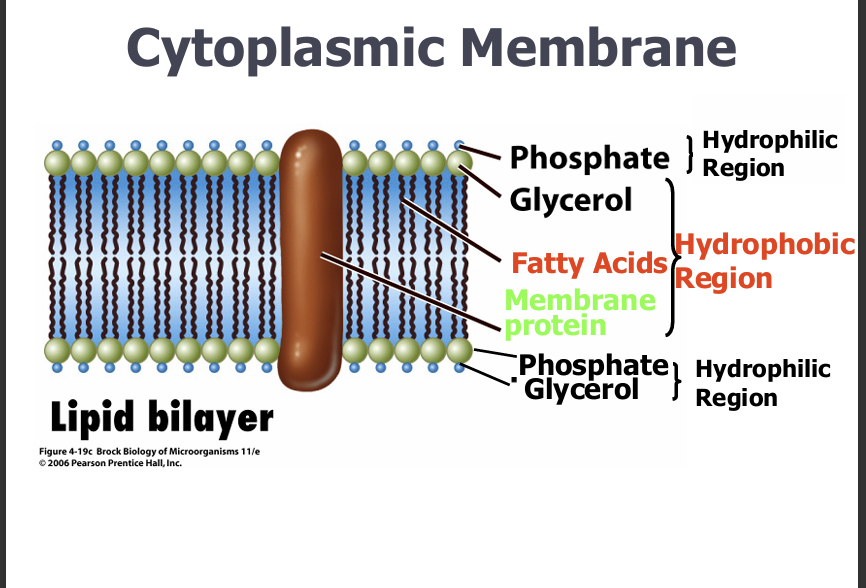 <p>Give 2 functions cytoplasmic membrane</p>