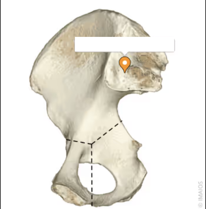 <p>the bumpy ear shaped quarter, articulates with the sacrum</p>