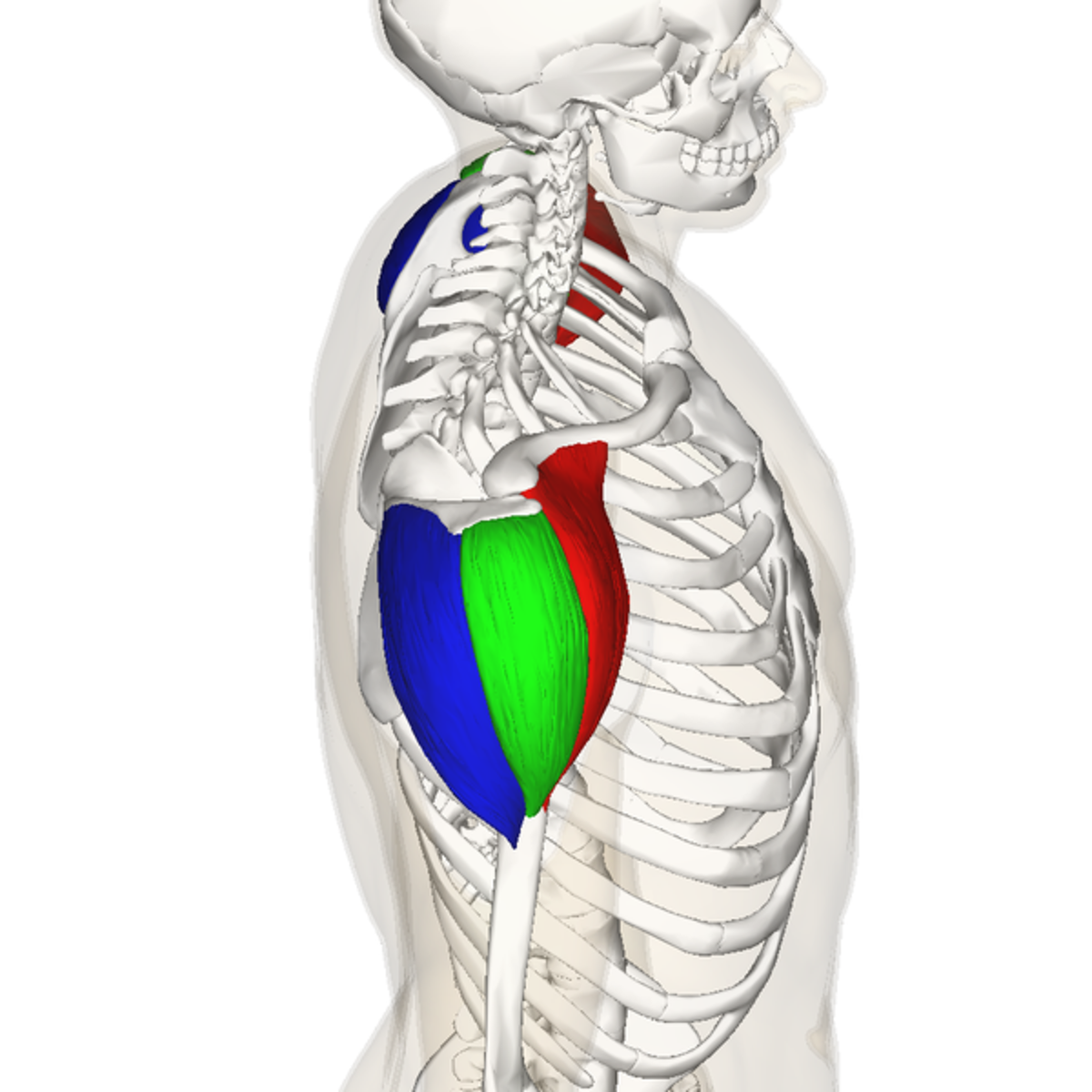 <p>action of posterior deltoid</p>