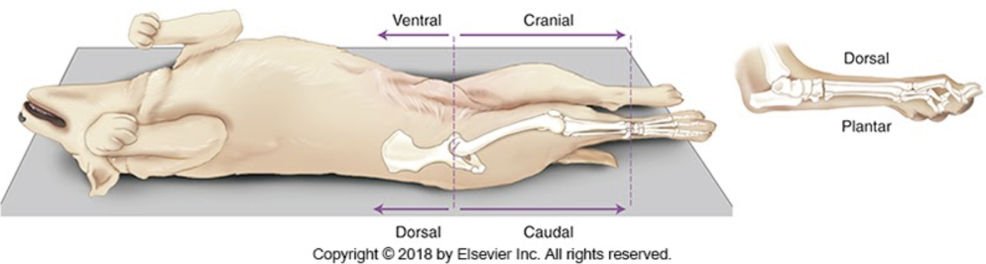 <p>leg image</p>