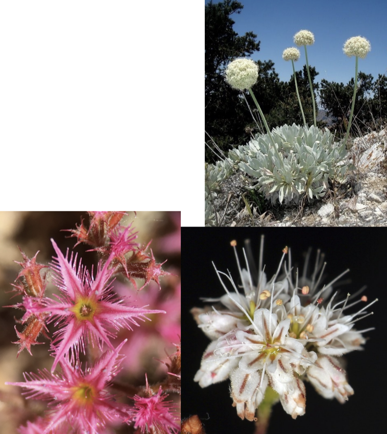 <p>Polygonaceae</p>